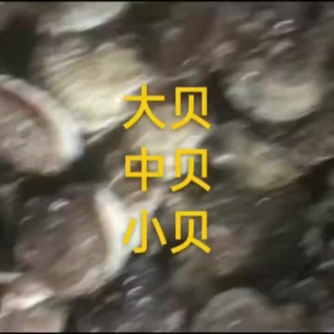 扇贝
