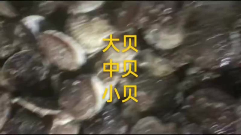 扇贝