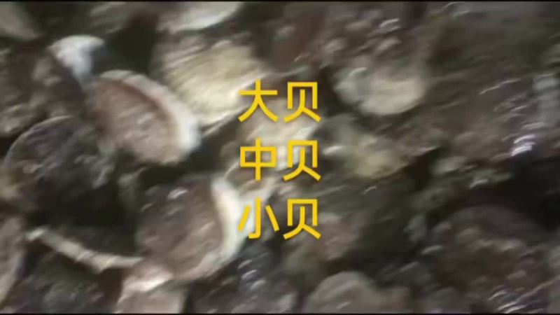 扇贝