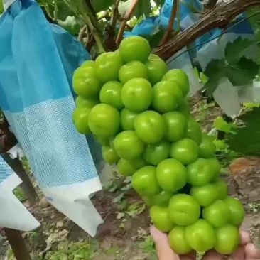 香甜可口，的阳光玫瑰