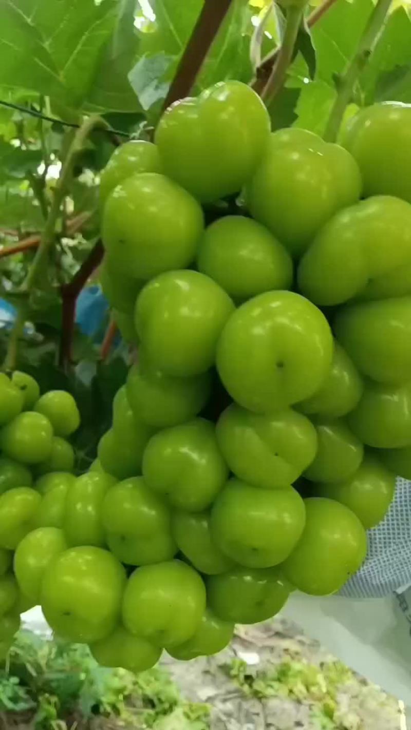 香甜可口，的阳光玫瑰