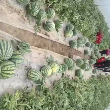 庆阳美都
