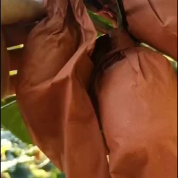 红心猕猴桃量大找我细谈