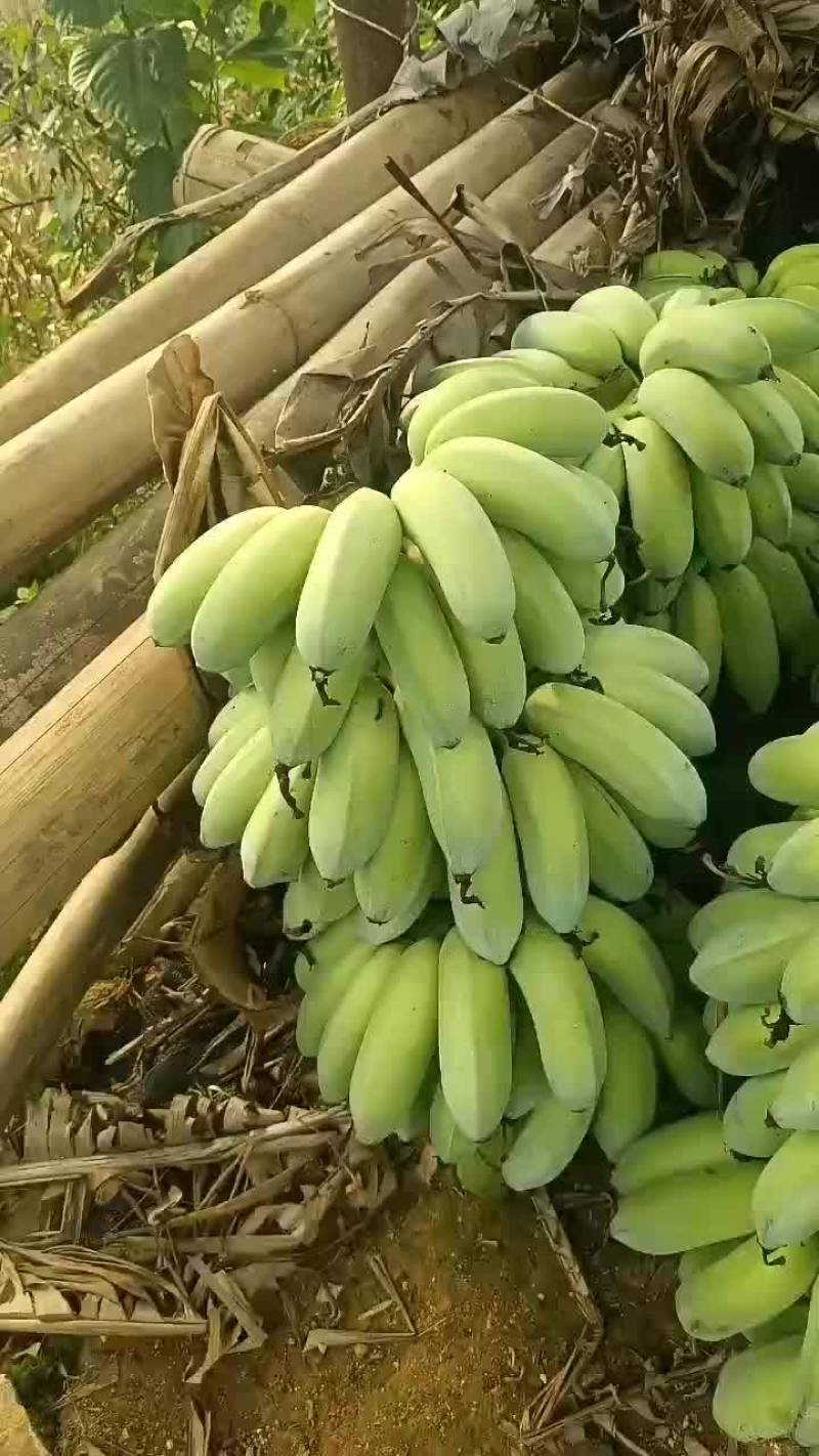 芭蕉