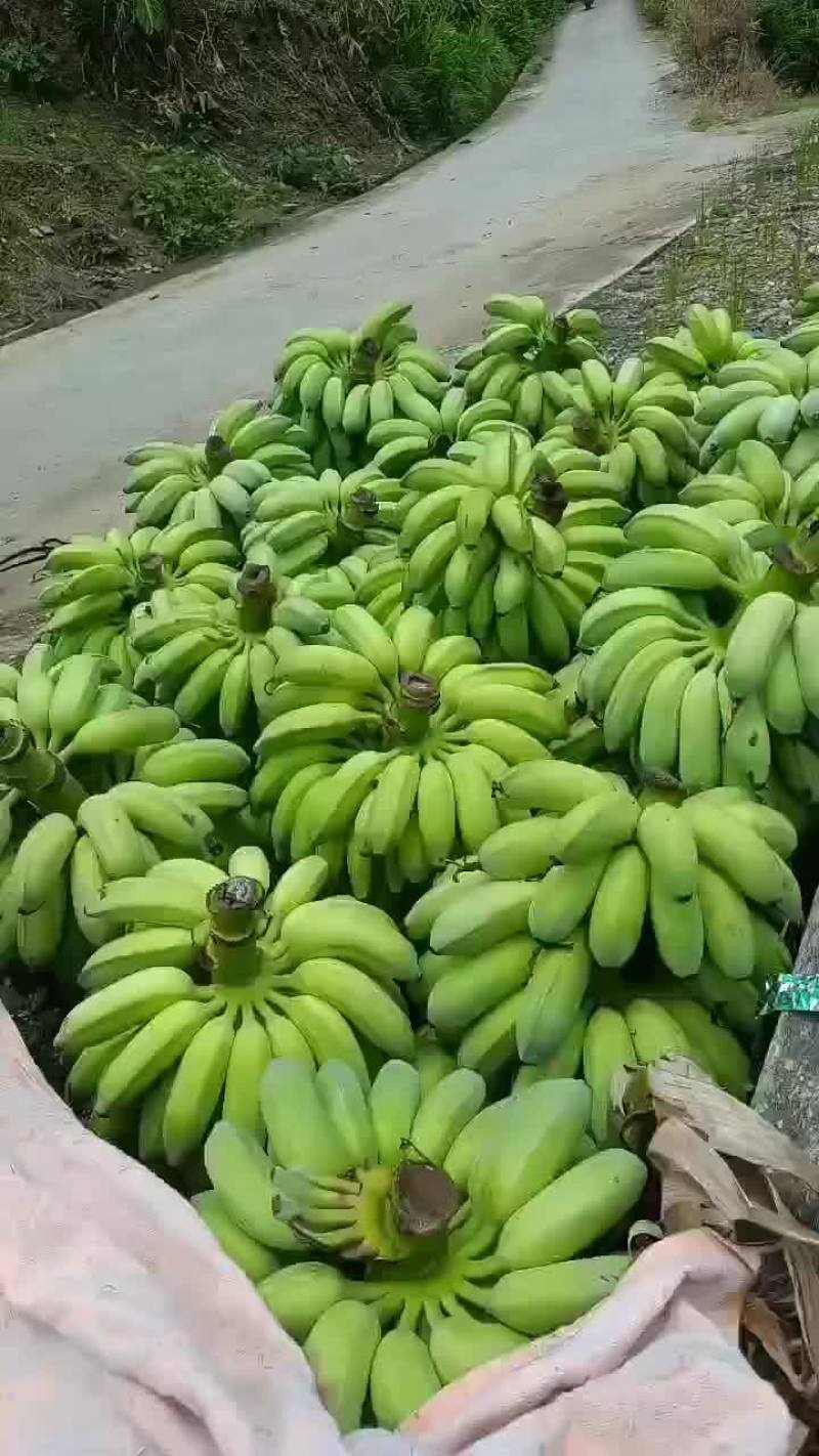 芭蕉