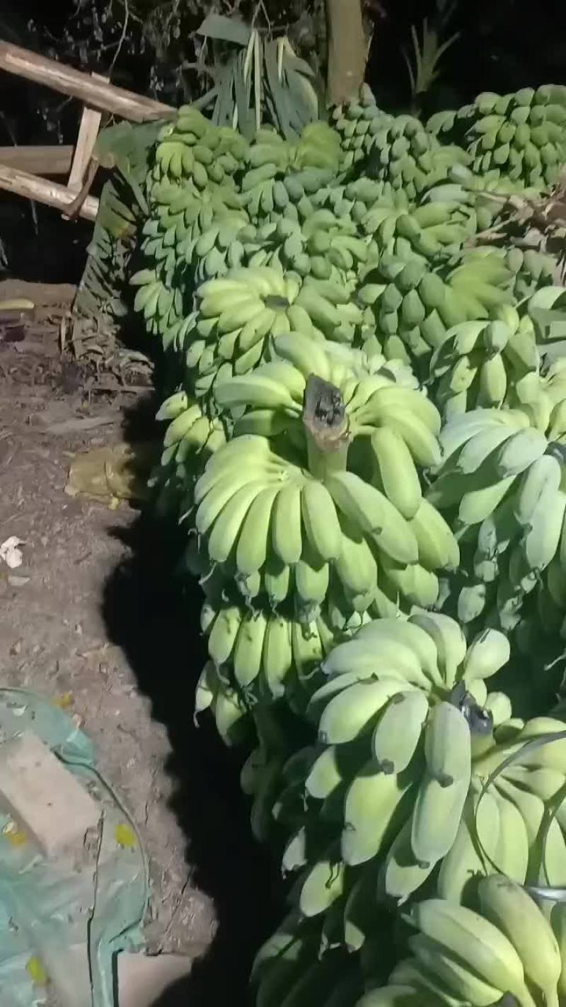 芭蕉
