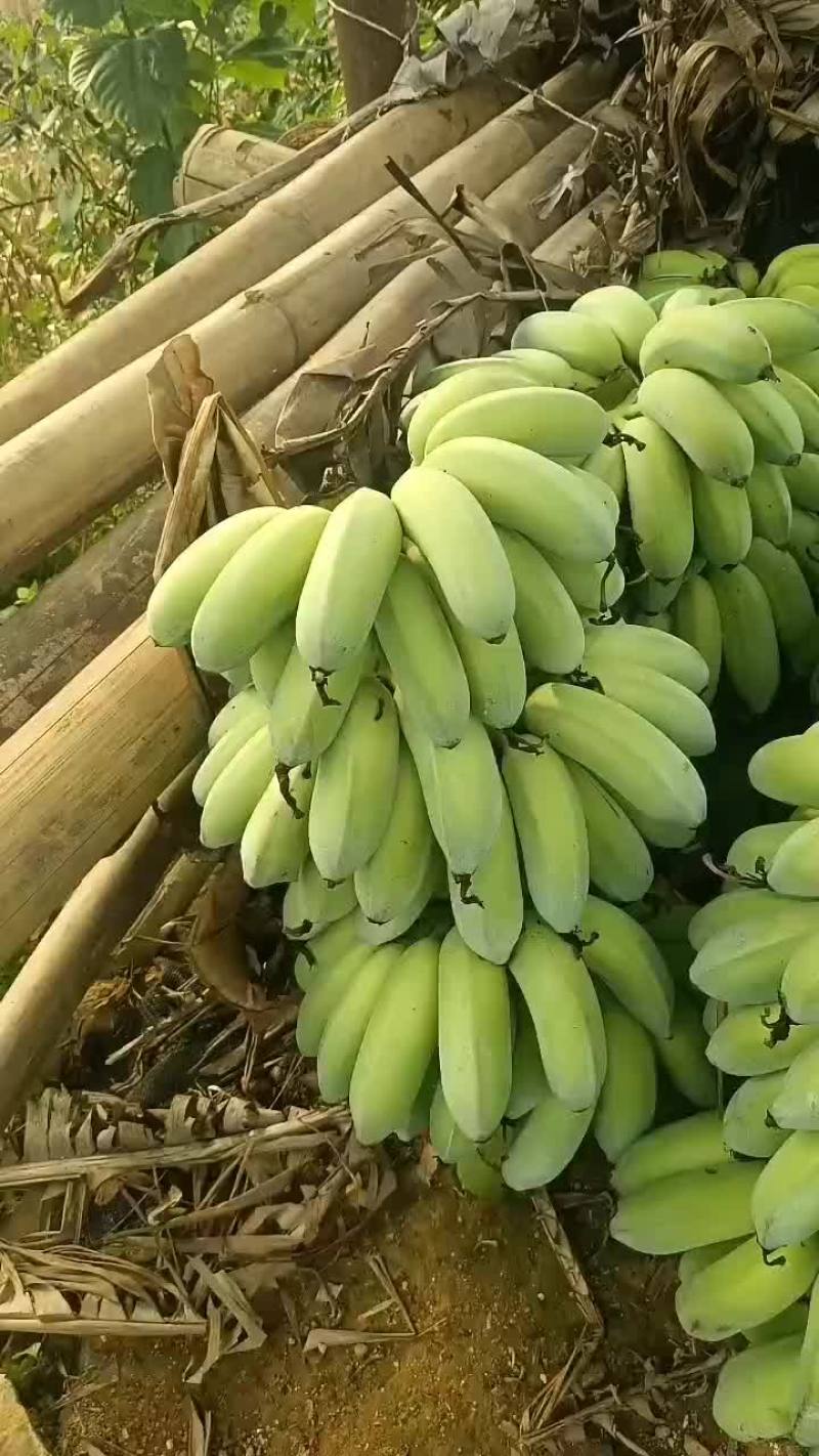 芭蕉