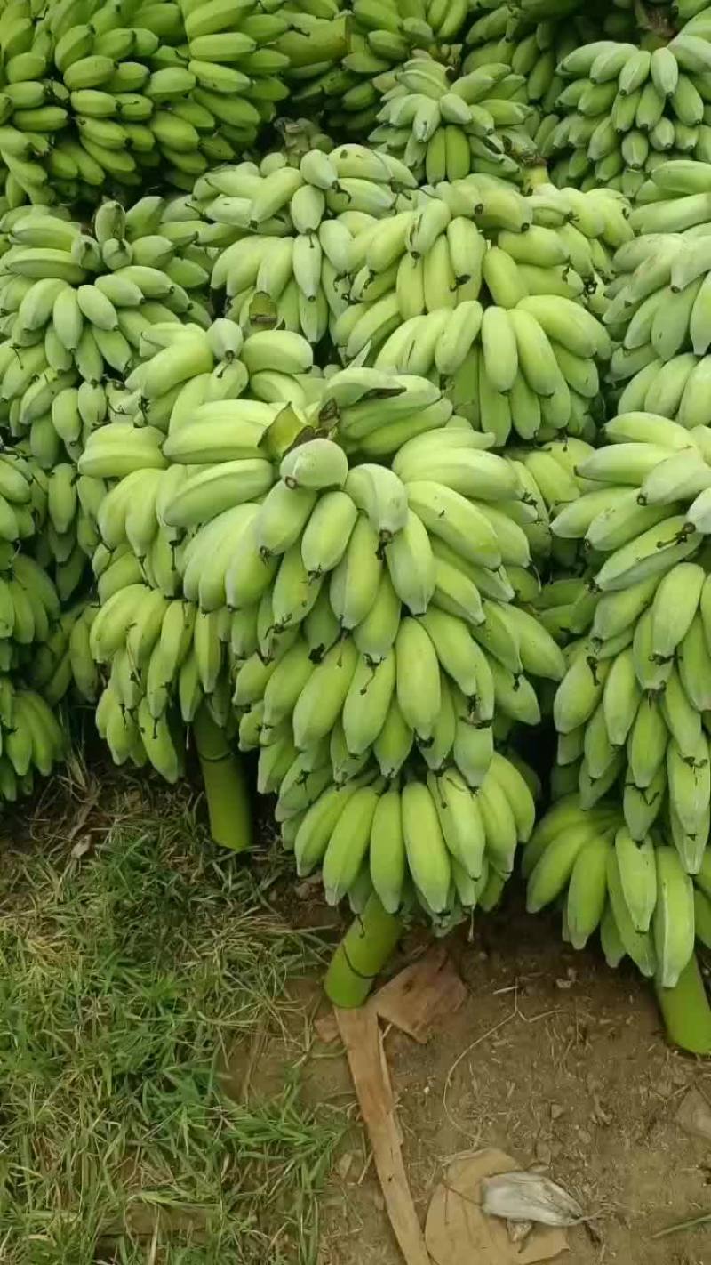芭蕉