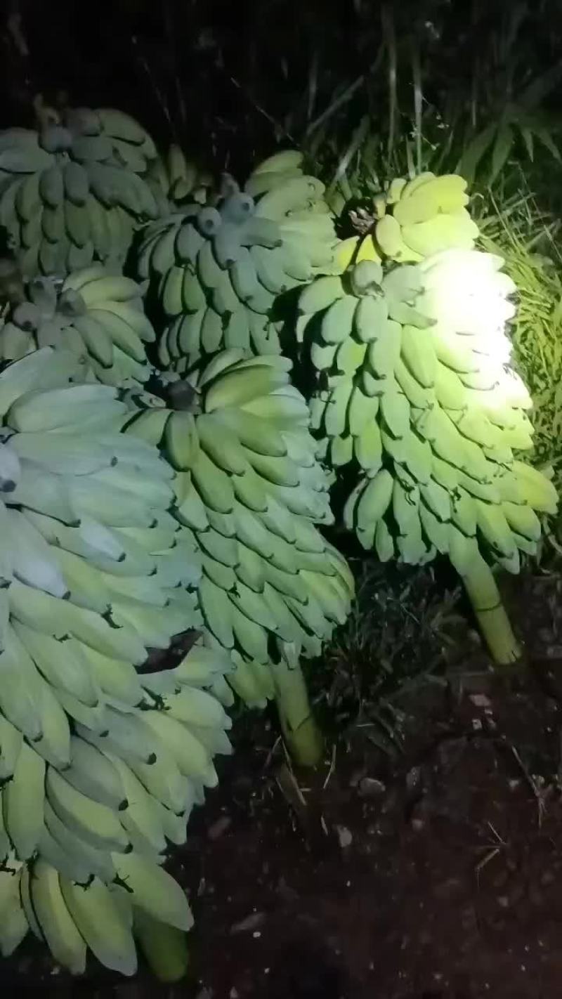 芭蕉