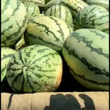 金花一号