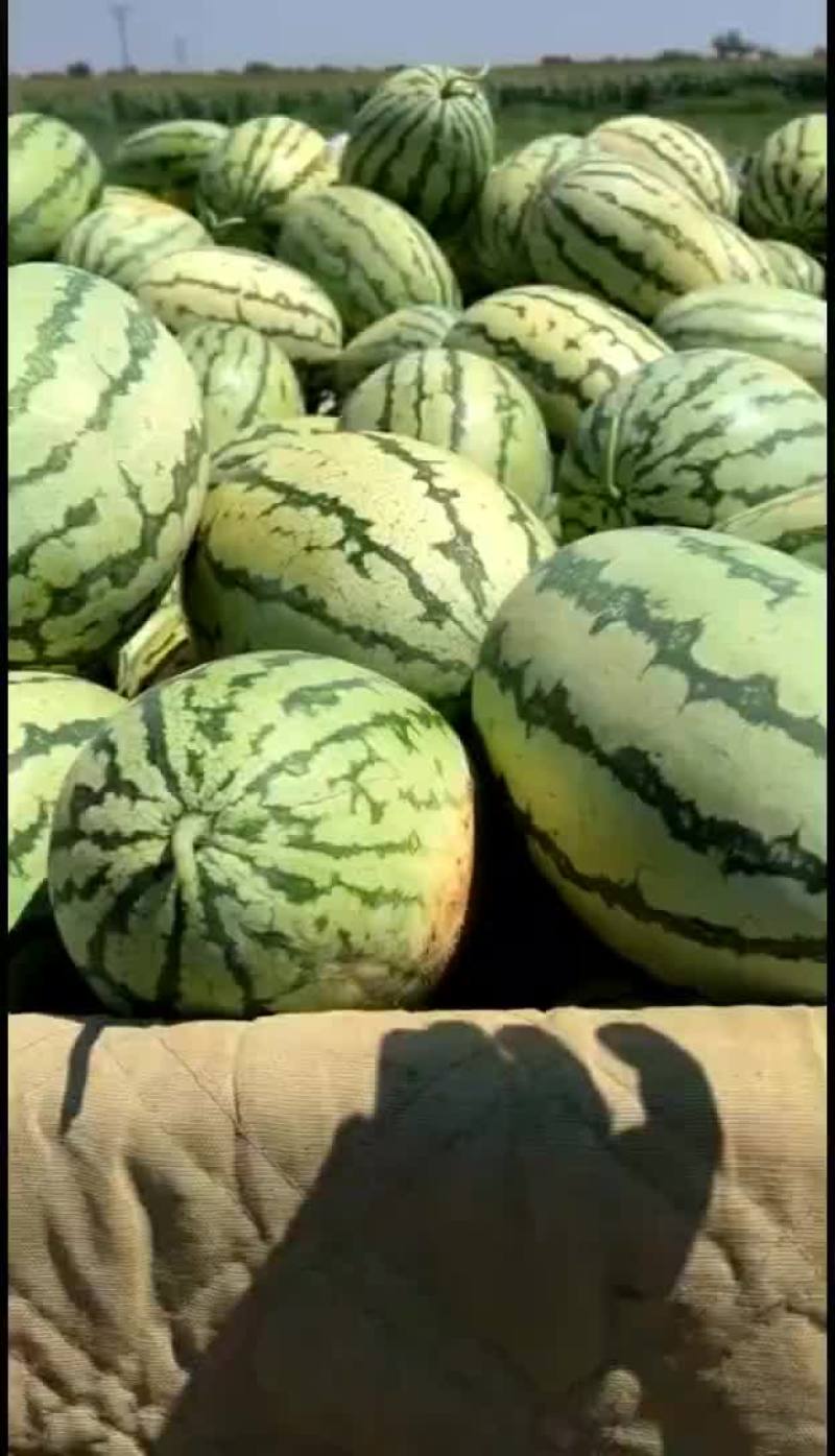 金花一号