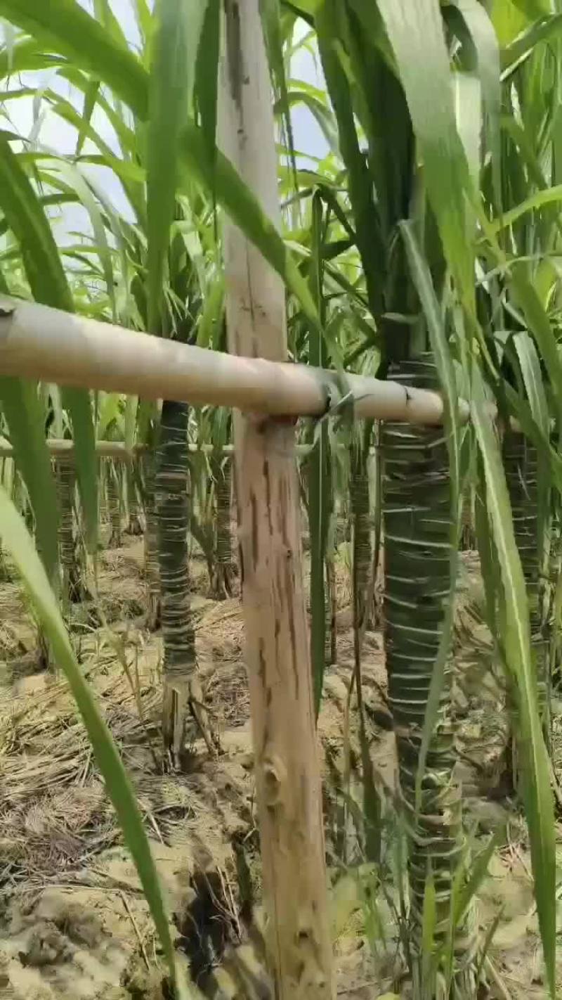 我家基地玻璃脆白玉甘蔗长势喜人，愿后期风调雨顺