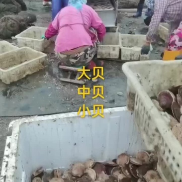 扇贝