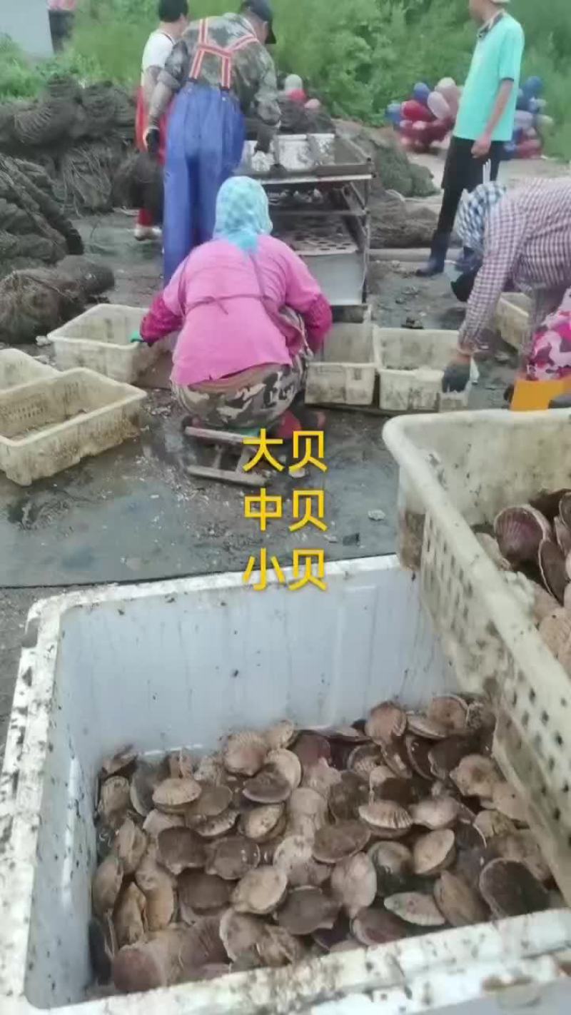 扇贝