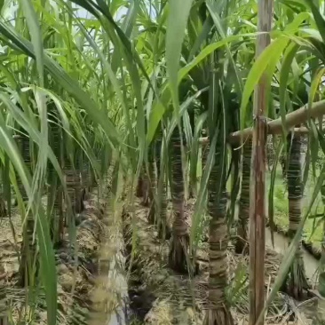 我家基地玻璃脆白玉甘蔗长势喜人，愿后期风调雨顺