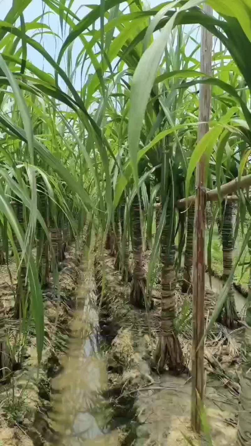 我家基地玻璃脆白玉甘蔗长势喜人，愿后期风调雨顺