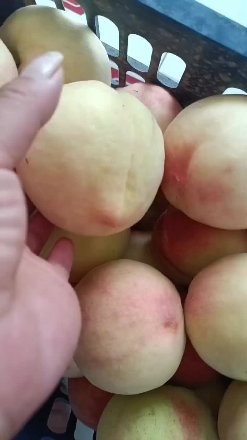 大甜桃
