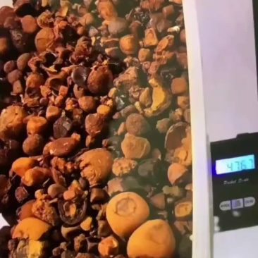 天然牛黄