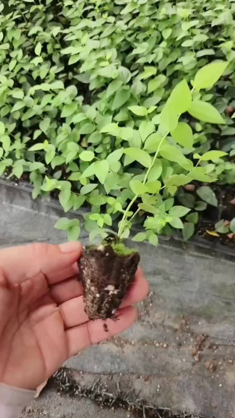 ]法新穴盘苗还有最后一万多棵，低价处理