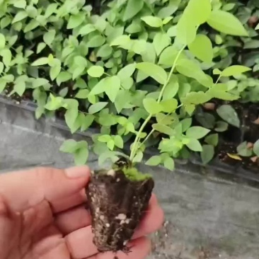 ]法新穴盘苗还有最后一万多棵，低价处理
