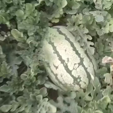 宁夏西沙瓜