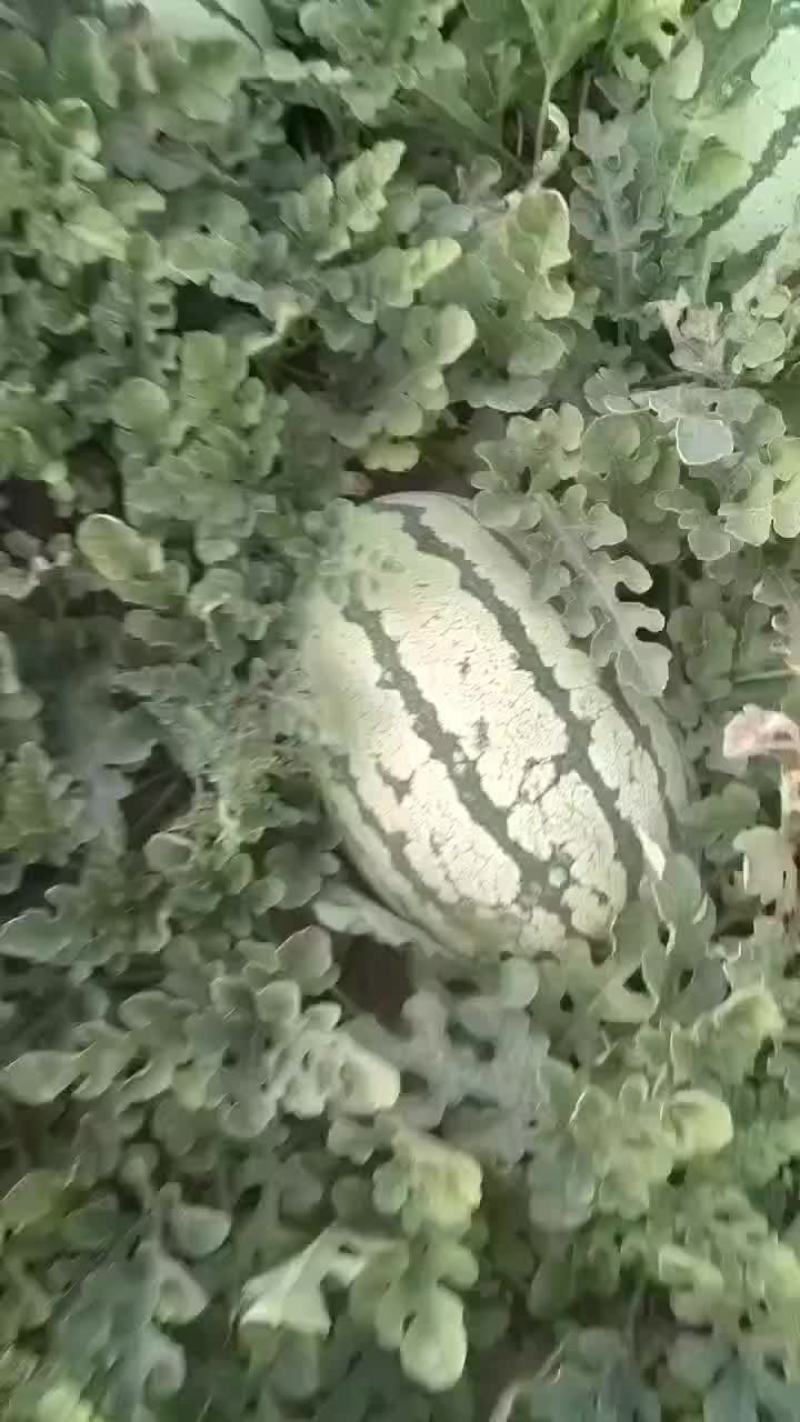 宁夏西沙瓜