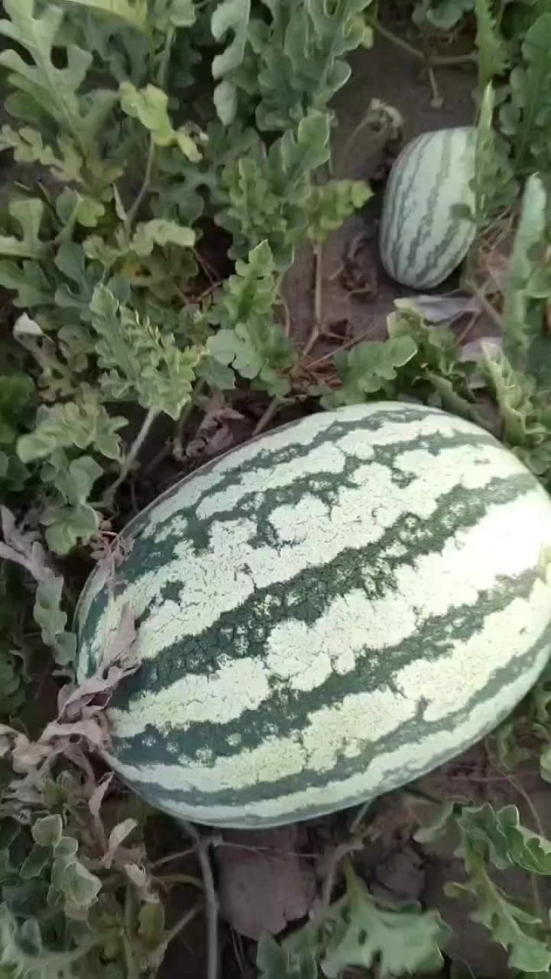 宁夏西沙瓜