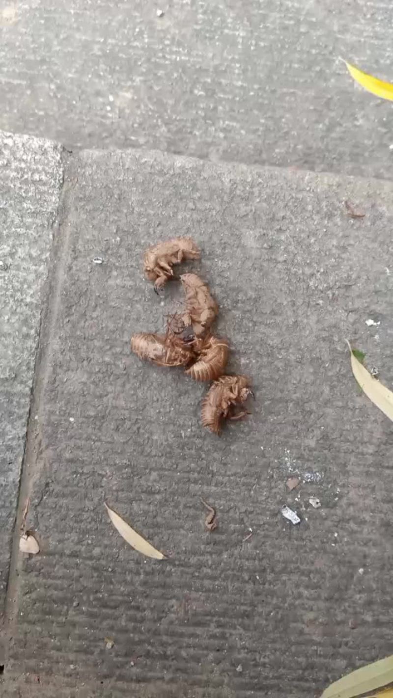 蝉蜕
