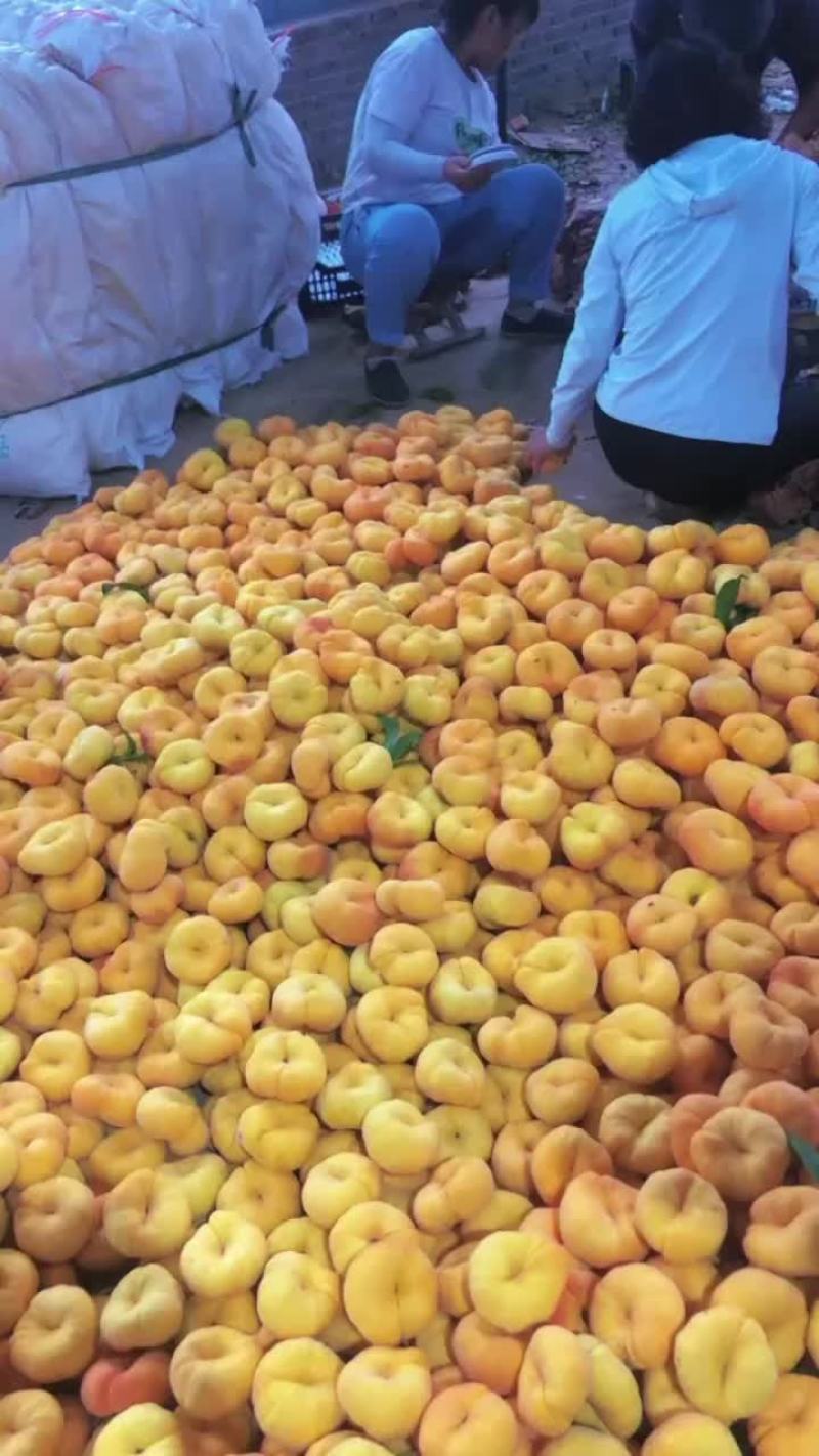 黄毛蟠大量有货货源充足老板抓紧联系