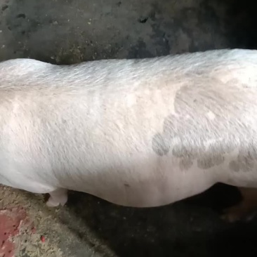 长太母猪，200斤左右