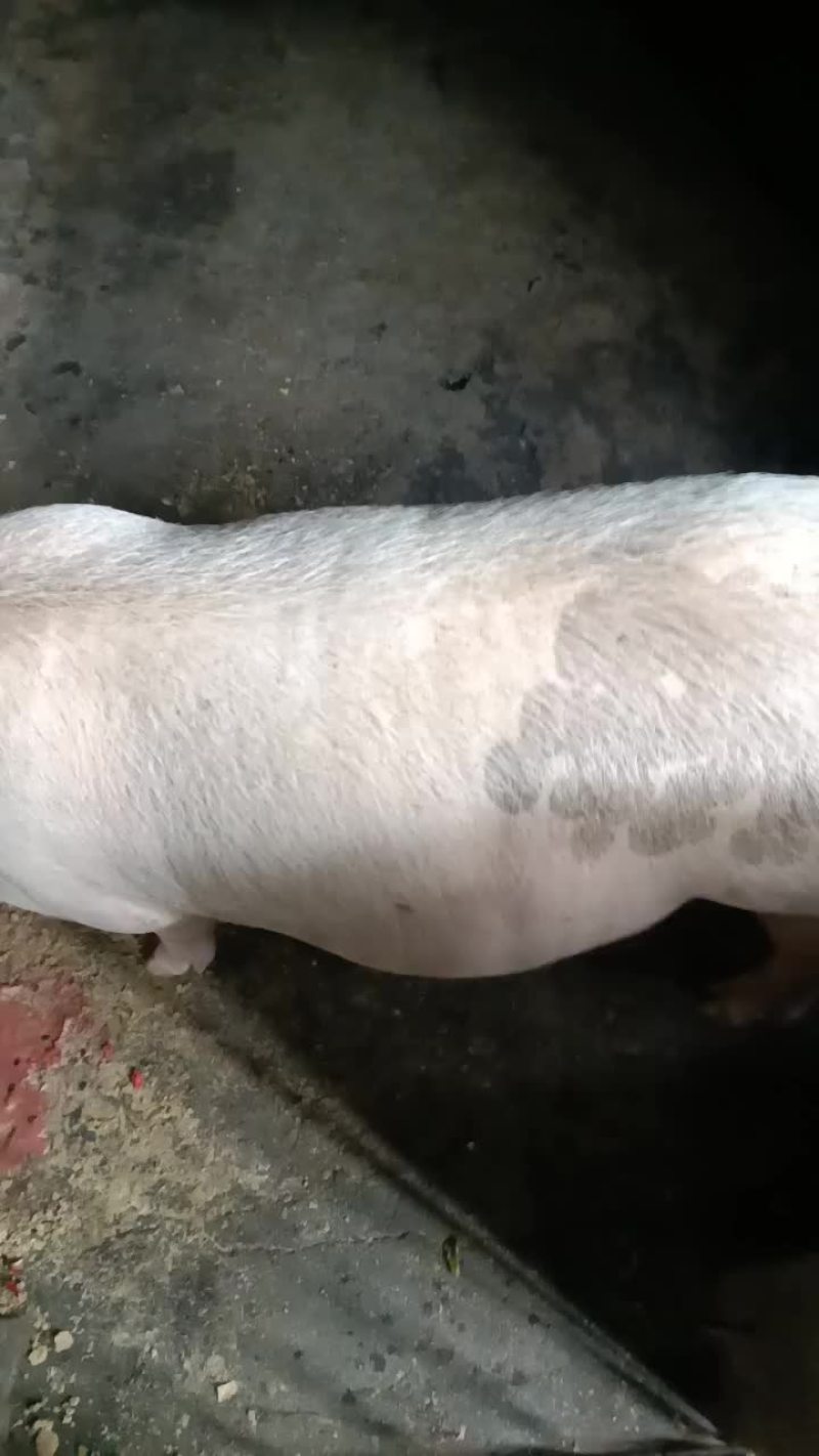 长太母猪，200斤左右