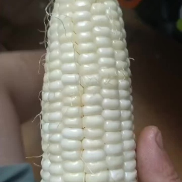 甜糯玉米