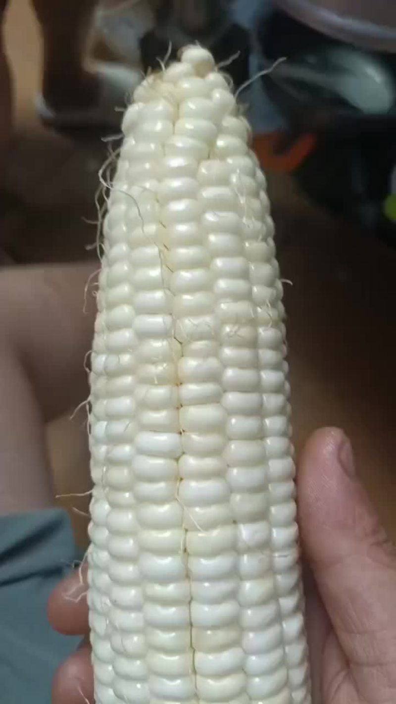 甜糯玉米
