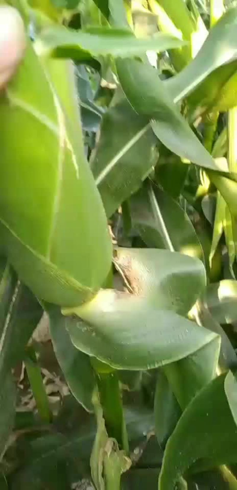 甜糯玉米