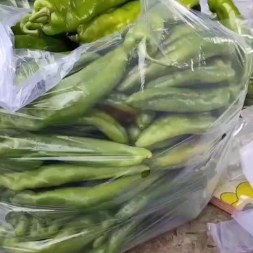 尖椒大量有货，用的联系