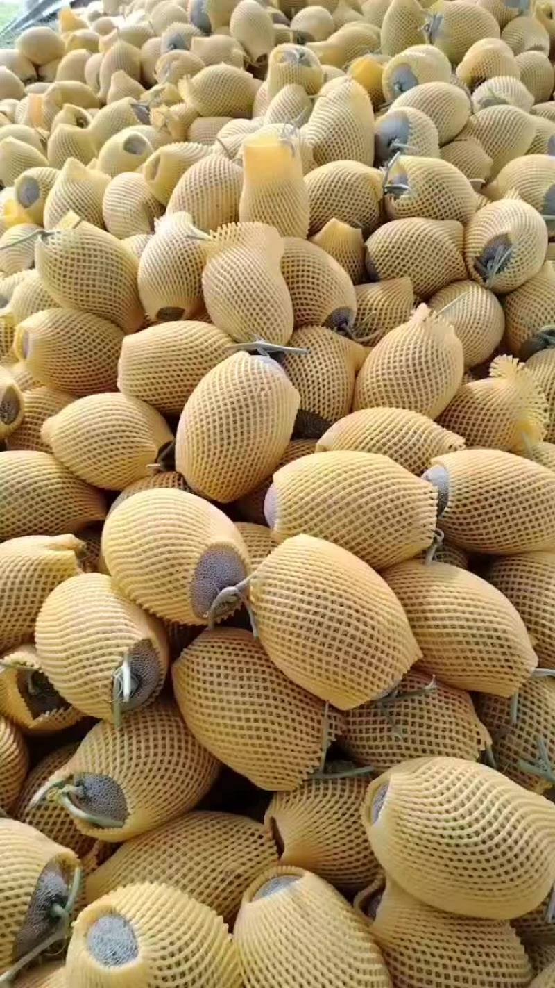 哈密瓜