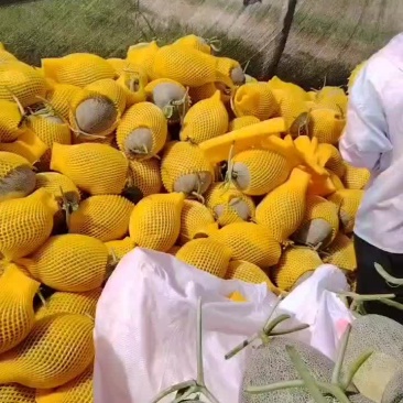 哈密瓜