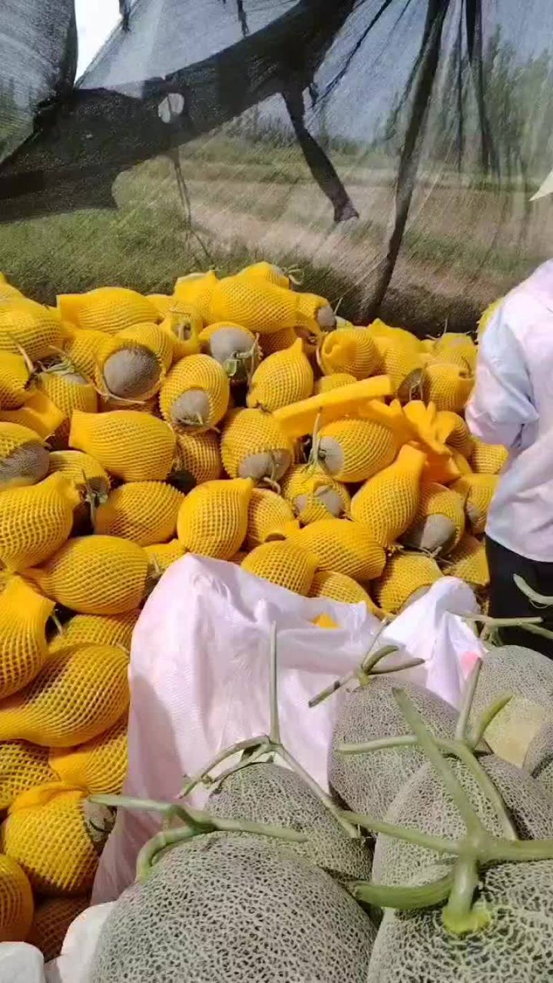 哈密瓜