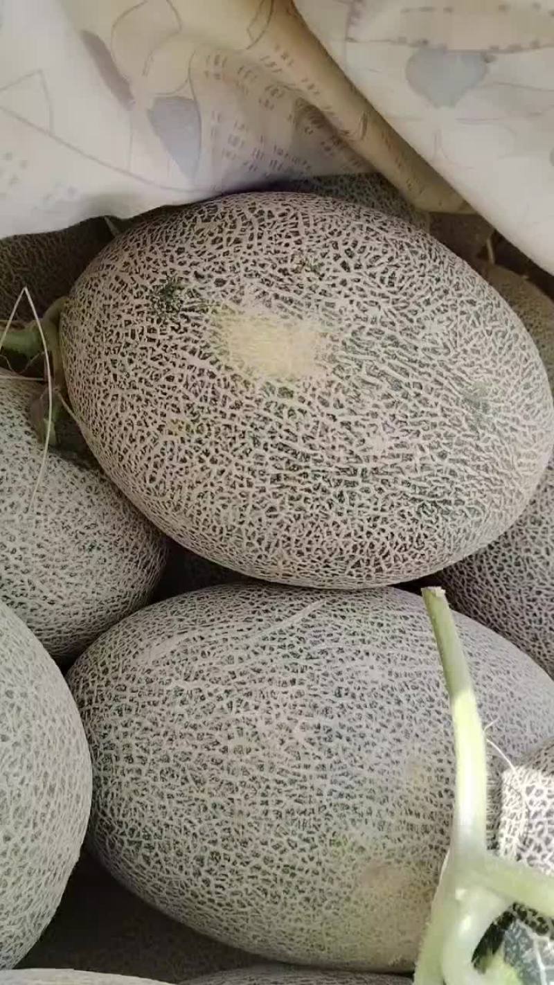 哈密瓜