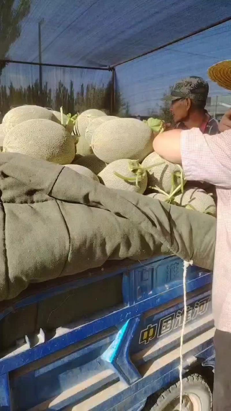 哈密瓜