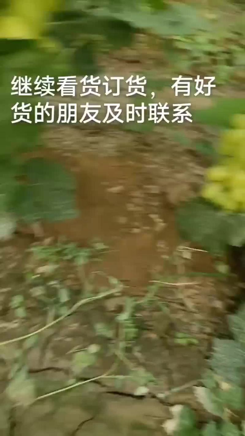 陕西维多利亚青提货源充足全国代整车代发欢迎采购合作