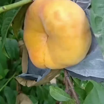毛潘
