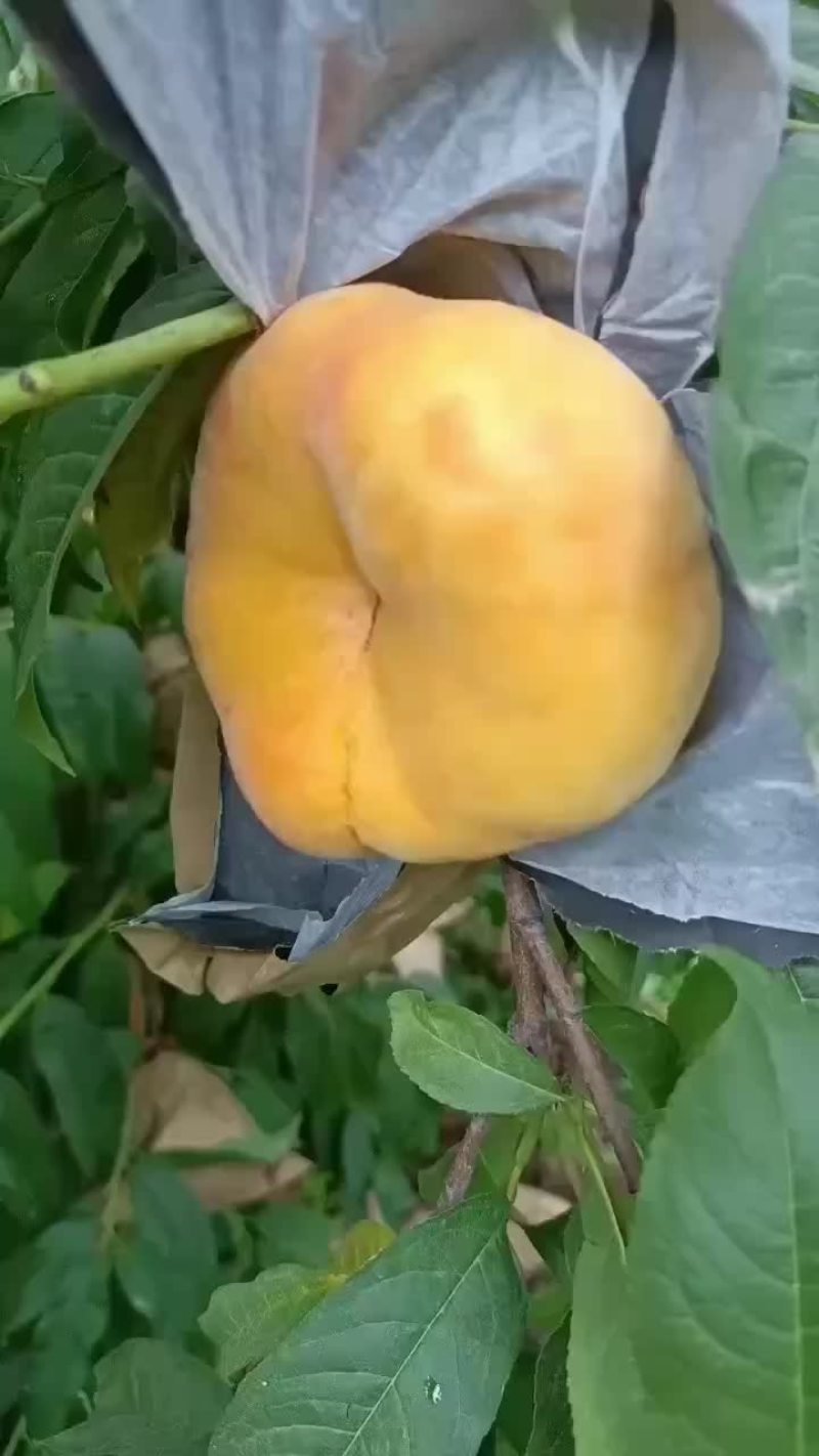 毛潘