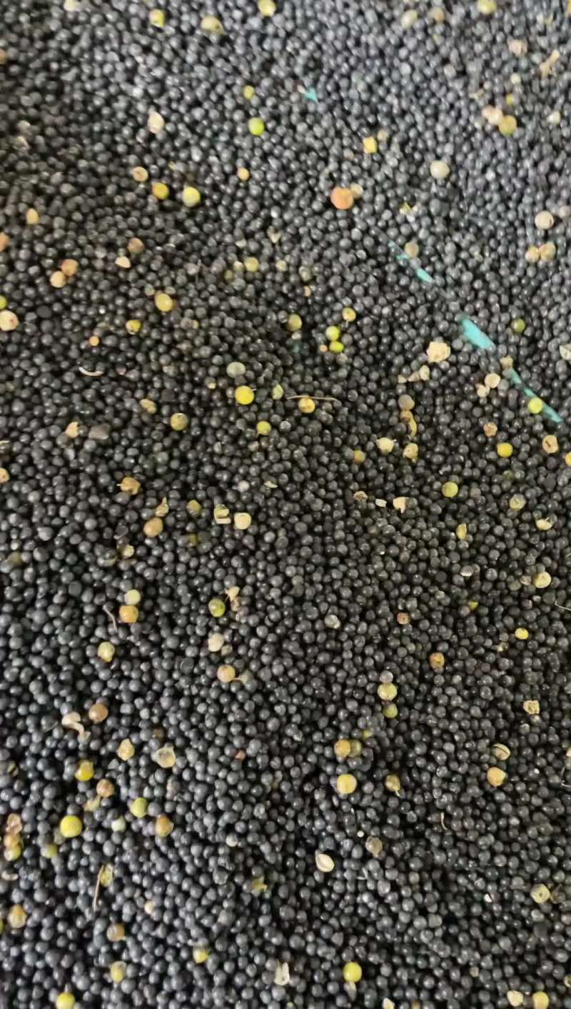 颗粒饱满无杂质