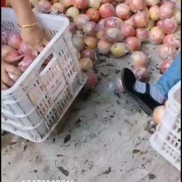 红嘎啦平果大量上市