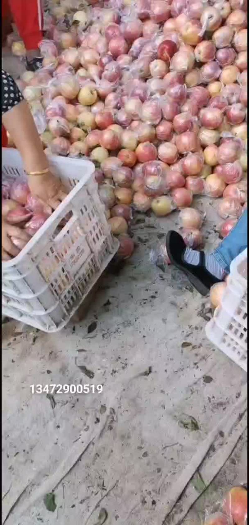 红嘎啦平果大量上市