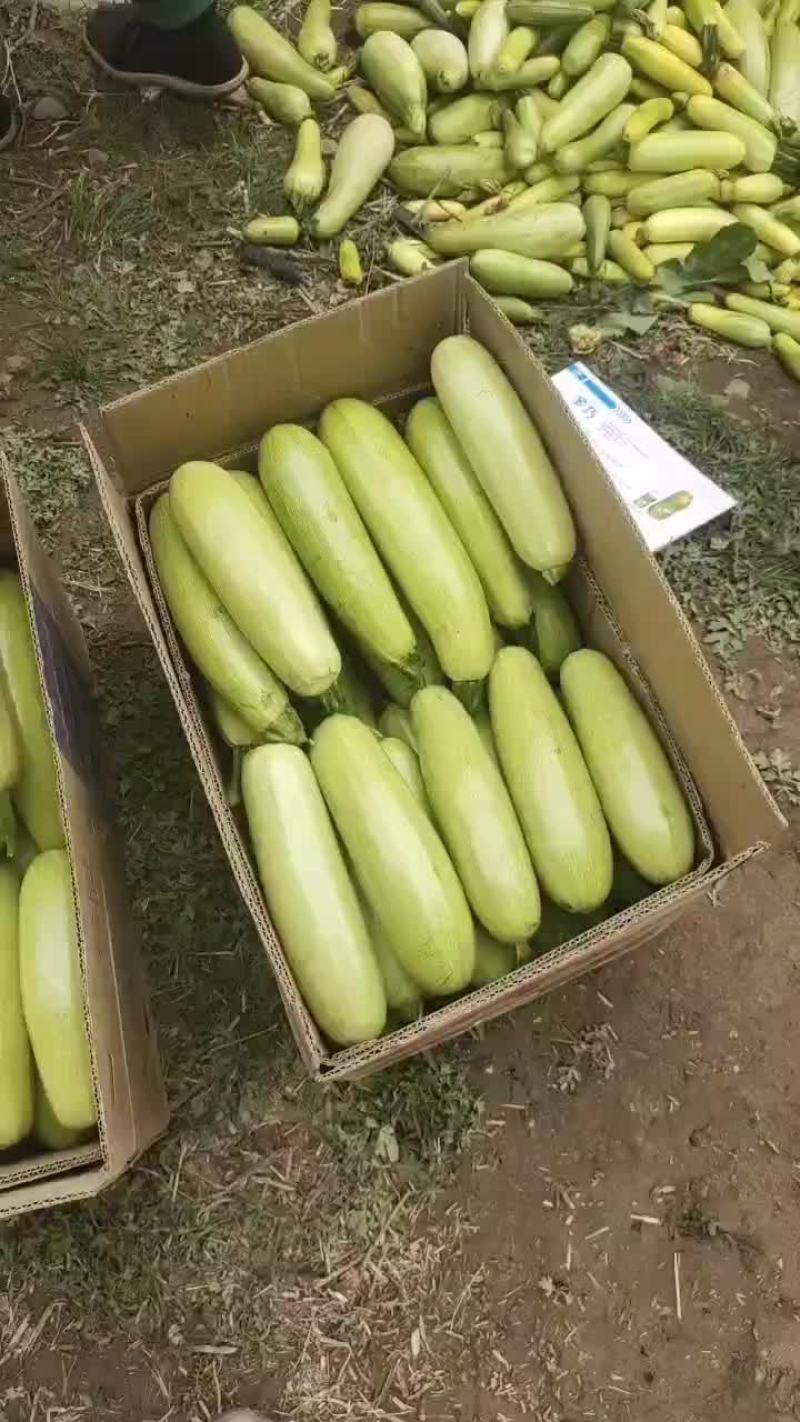 菜瓜，