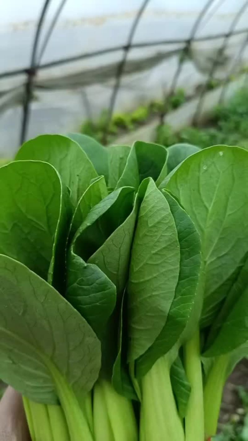 精品大量上市