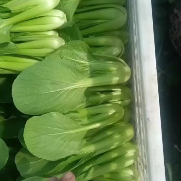 精品大量上市