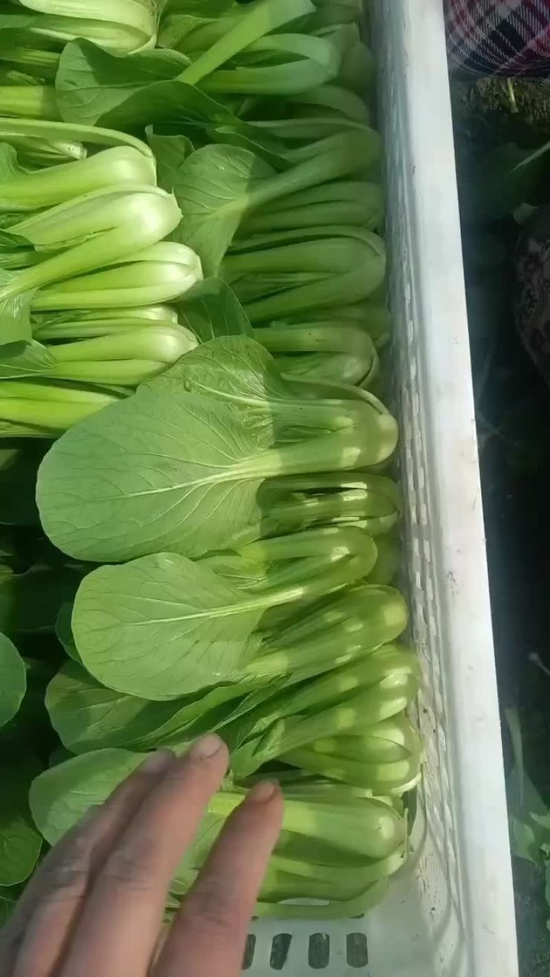 精品大量上市